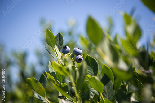 Picking Fresh Blueberries photo