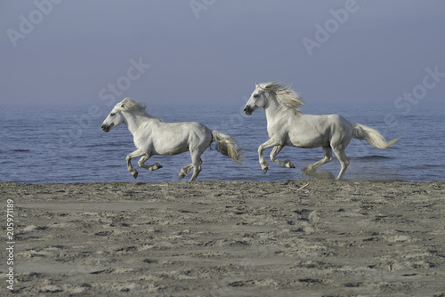 White stallions running on the beach