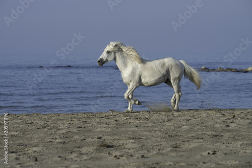 White stallion running on the beach