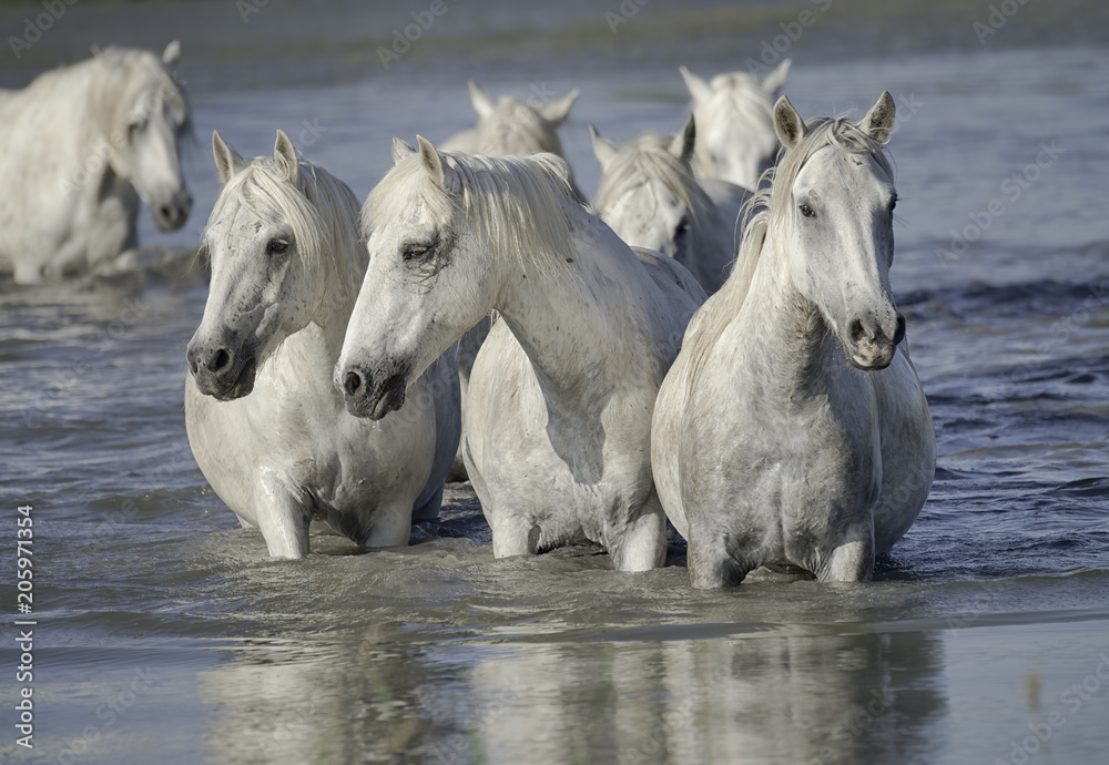 Herd of White Horses Standing in the Water 