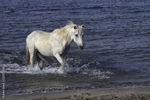 White stallion running through the ocean surf in Camargue, France