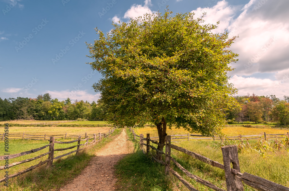 Crab apple tree in a field with a dirt path bordered by a split rail fence