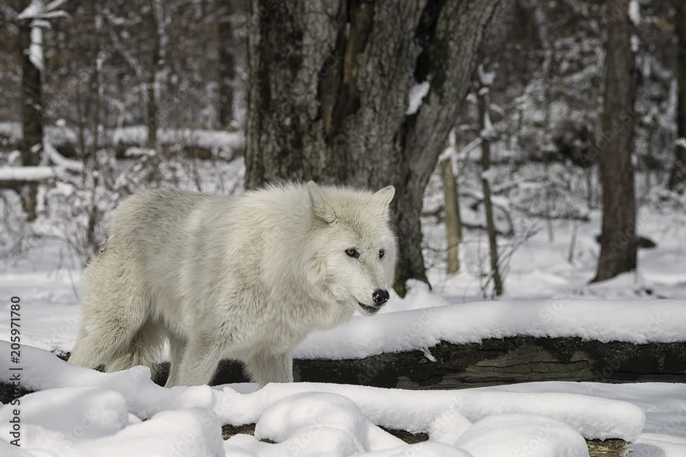 Obraz premium Arctic wolf in the snow