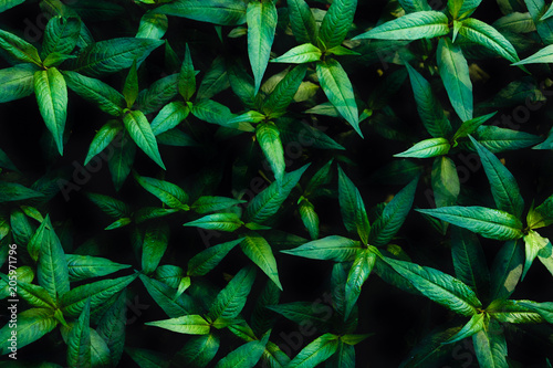 Green leaves background. Green leaves color tone dark in the morning. 