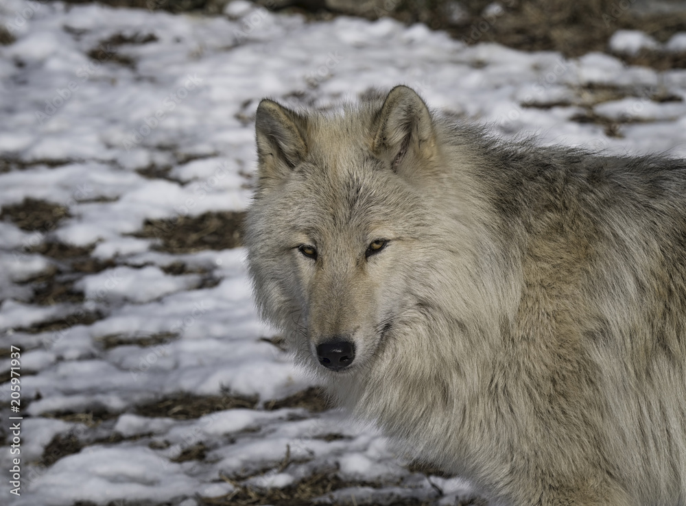 Obraz premium Gray wolf in the snow