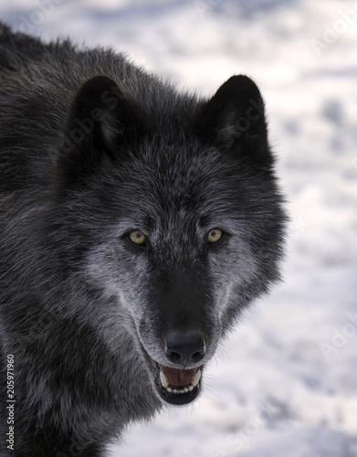 Close up of a Black Timber Wolf (also known as a Gray or Grey Wolf) in the snow