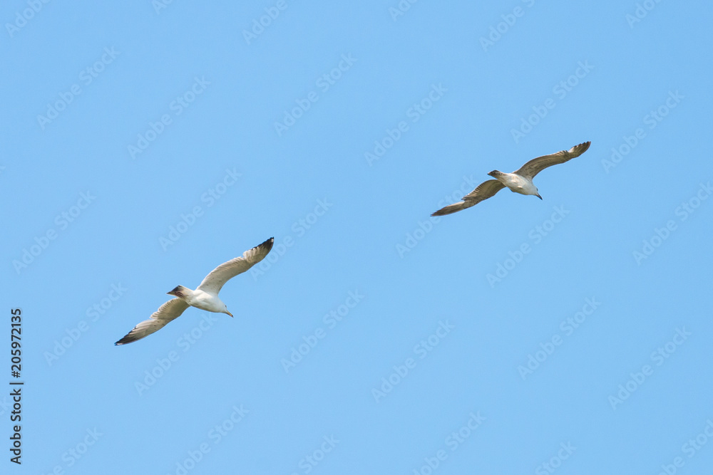 sea gull bird flying view from below, on clear blue sky sea gull bird flying view from below, on clear blue sky