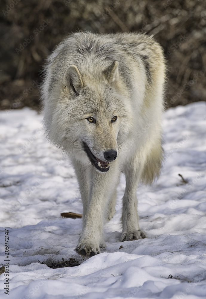 Obraz premium Gray wolf in the snow