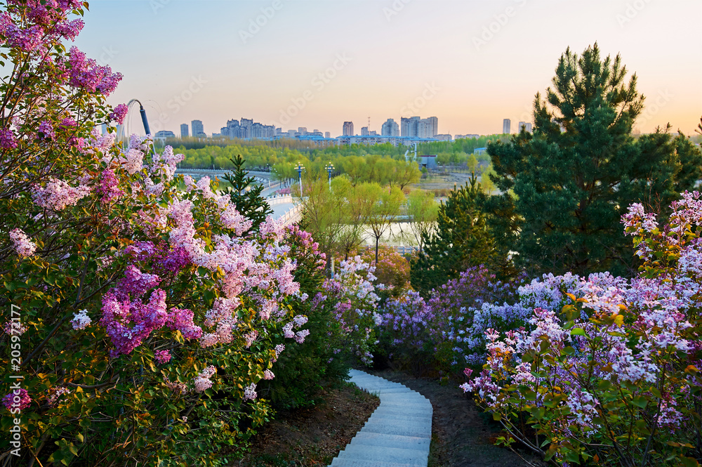 The lilacs are in full bloom lakeside. The lilacs are in full bloom lakeside.