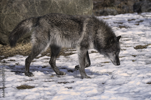 Gray wolf in the snow © Lori Labrecque