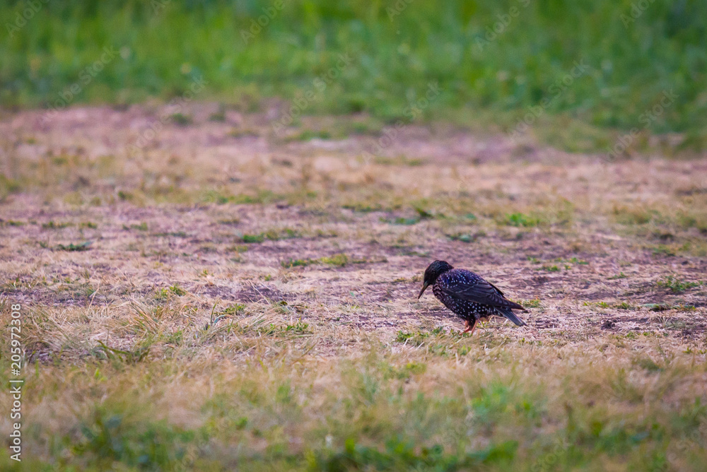 Black starling bird hunting on ground in the green grass Black starling bird hunting on ground in the green grass