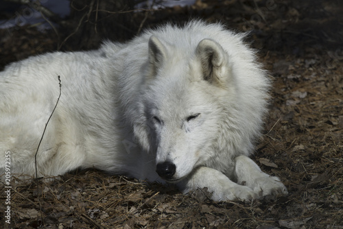 Arctic Wolf Sleeping