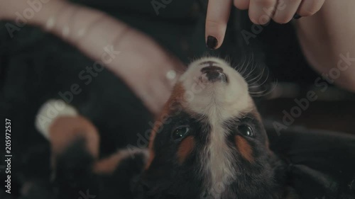 Close up shot of a young burnese mountain dog puppy nipping at a young woman's finger photo