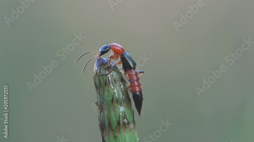 Paederus is genus of small beetles of the family Staphylinidae, rove beetles. Close-up insect photo