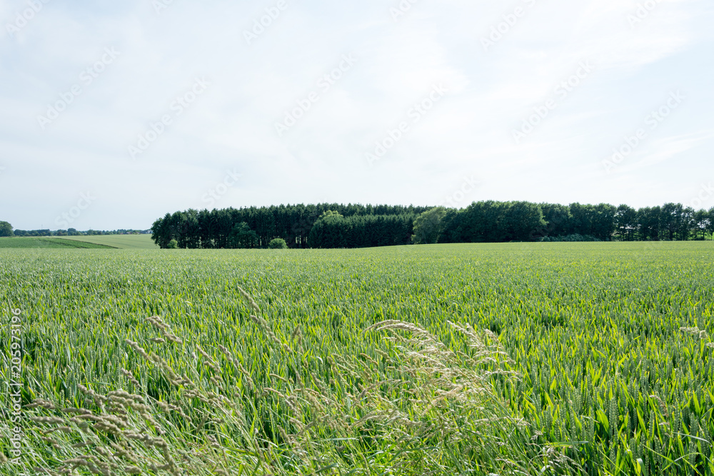 Obraz premium Green wheat field and blue cloudy sky