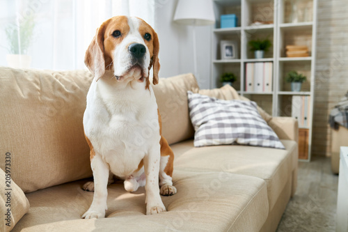 Portrait of purebred beagle dog sitting on couch in modern apartment interior and looking at camera, copy space