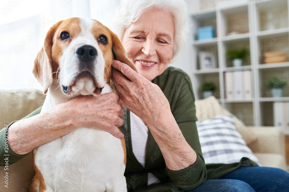 Portrait of happy senior woman lovingly hugging pet dog and smiling while enjoying weekend at home sitting on comfortable couch in modern apartment with her furry friend. Portrait of happy senior woman lovingly hugging pet dog and smiling while enjoying weekend at home sitting on comfortable couch in modern apartment with her furry friend.