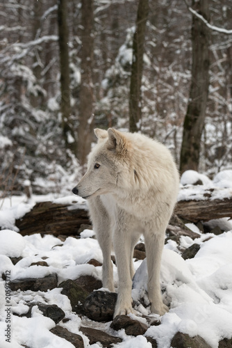 Gray wolf in the snow