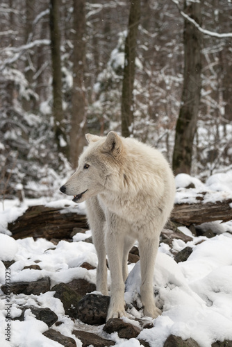 Timber Wolf (also known as a Gray or Grey Wolf) standing in the snow © Lori Labrecque