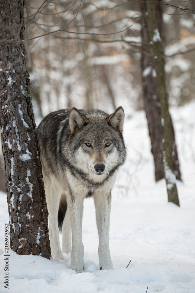 Naklejka premium Timber Wolf (also known as a Gray or Grey Wolf) in the snow