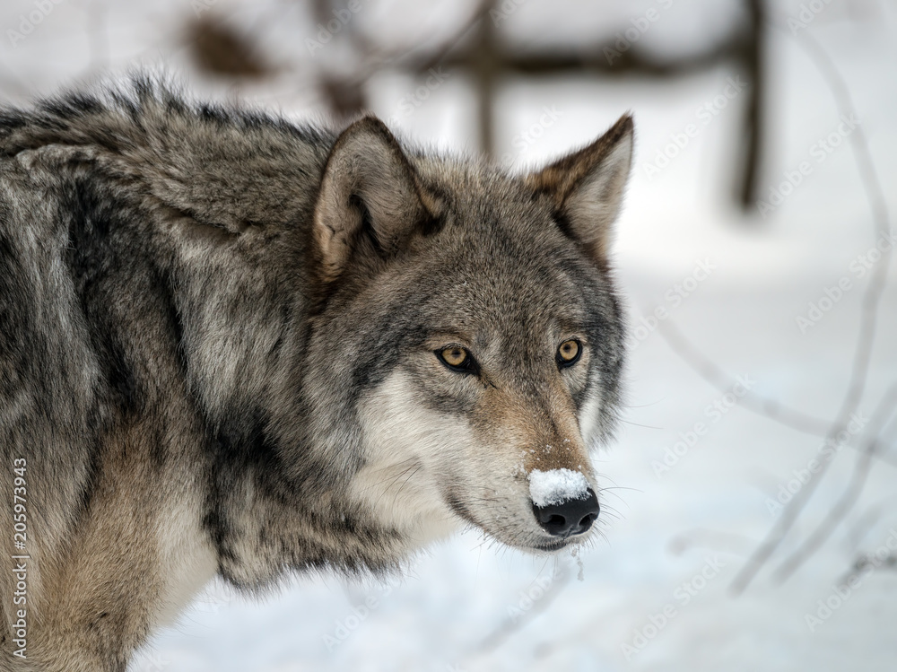 Timber Wolf (also known as a Gray or Grey Wolf) in the snow