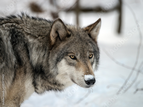 Timber Wolf (also known as a Gray or Grey Wolf) in the snow © Lori Labrecque