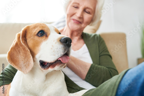 Portrait of gorgeous purebred beagle dog enjoying rubs from his senior owner sitting on couch together  at home, focus on foreground, copy space © Seventyfour