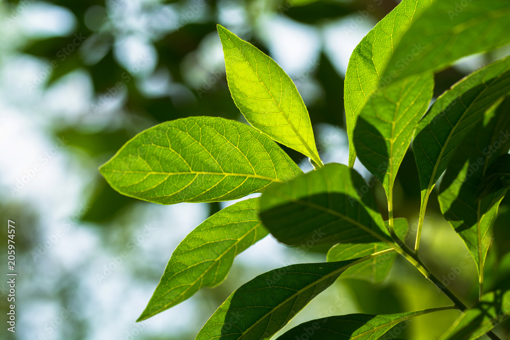 Background green leaves ecology greenery, clean soft texture Background green leaves ecology greenery, clean soft texture