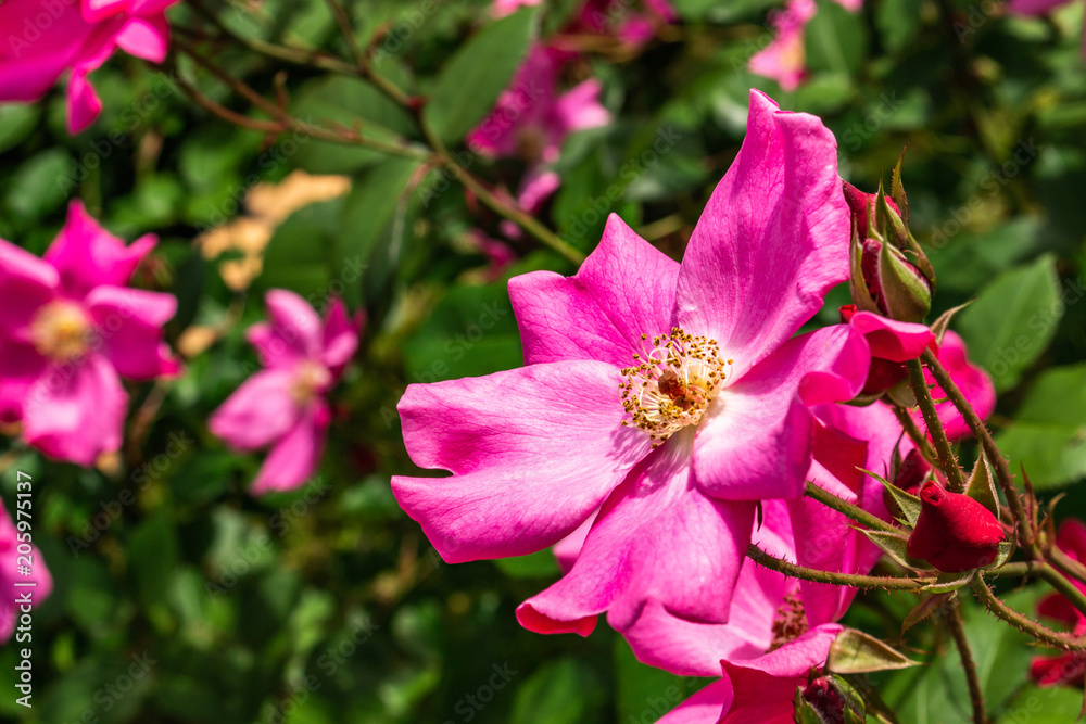A flower taken at the Rose-ji Temple rose garden in Nara prefecture A flower taken at the Rose-ji Temple rose garden in Nara prefecture