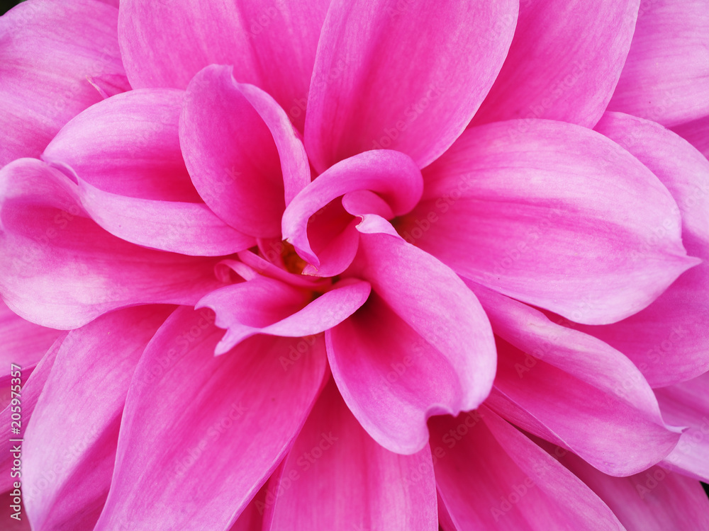 Closeup of blooming dahlia flower in the garden Closeup of blooming dahlia flower in the garden