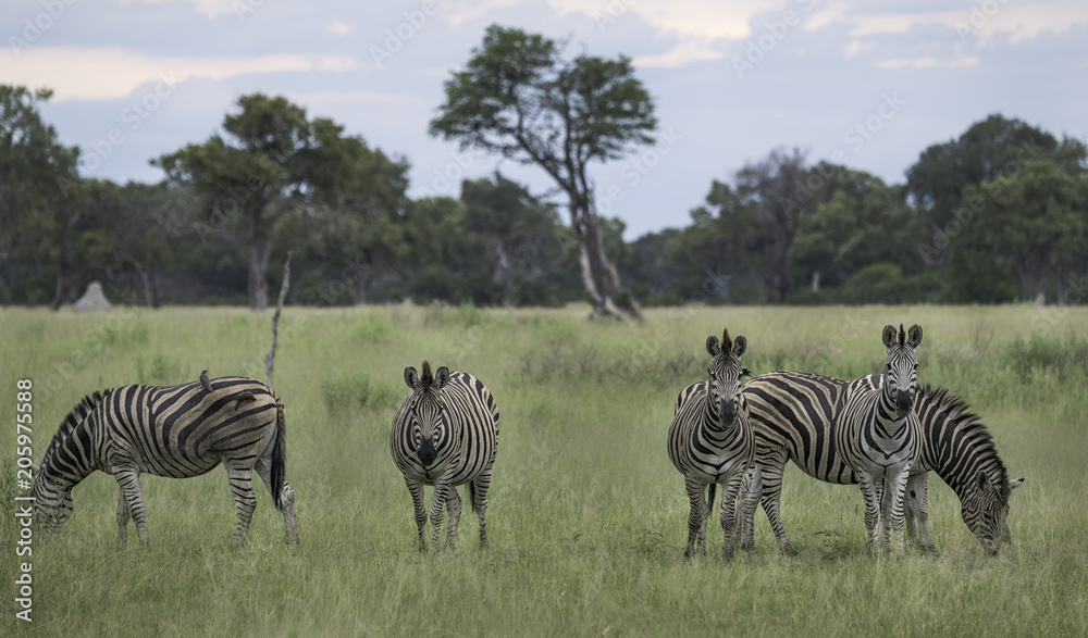 Obraz premium Herd of zebra on the Okavango Delta savanna in Botswana