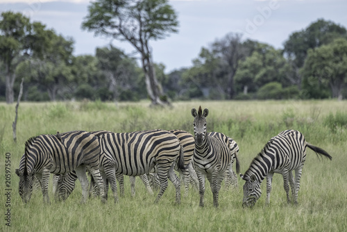 Herd of zebra on the savanna in Botswana