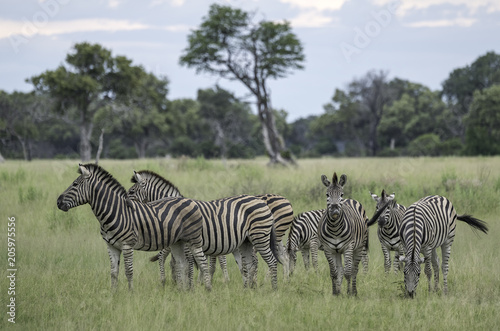 Herd of zebra on the savanna in Botswana