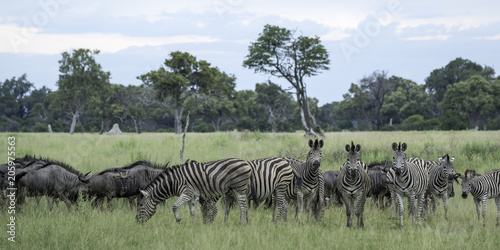 Mixed herd of wildebeest and zebra on the savanna on the Okavango Delta in Botswana