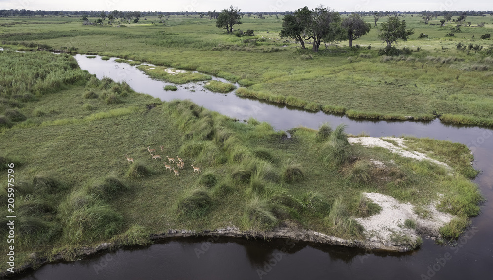 An aerial view of the the Okavango Delta in Botswana with a herd of impala