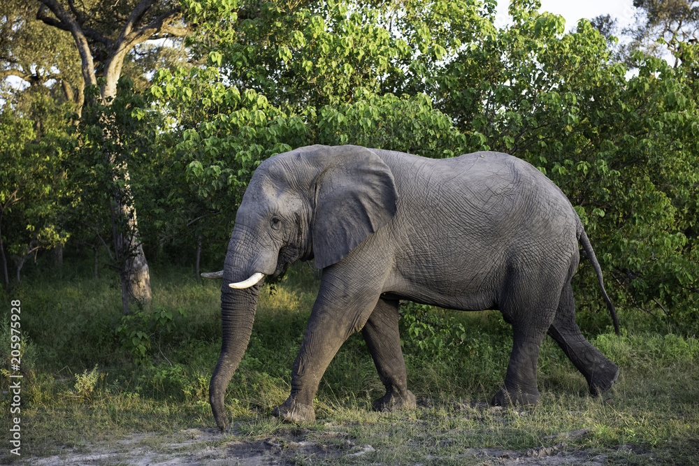 Elephant walking through the brush in Botswana, Africa