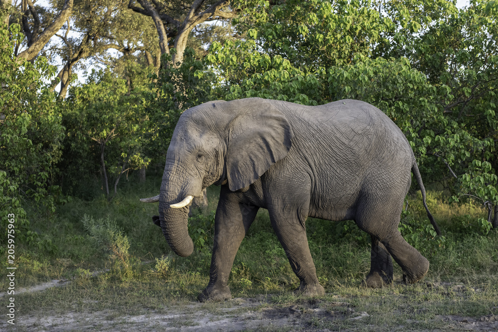 Elephant walking through the brush in Botswana, Africa