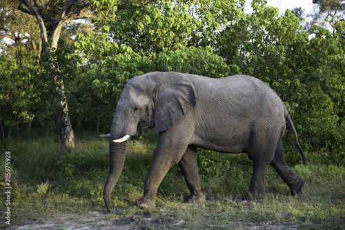 Elephant walking through the brush in Botswana  Africa