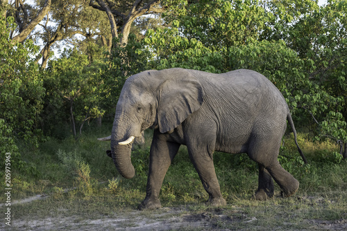 Elephant walking through the brush in Botswana  Africa