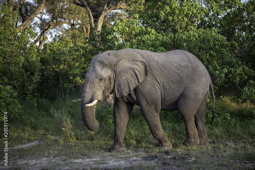 Elephant walking through the brush in Botswana  Africa