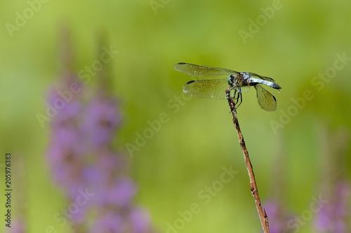 Dragonfly in a field of purple flowers