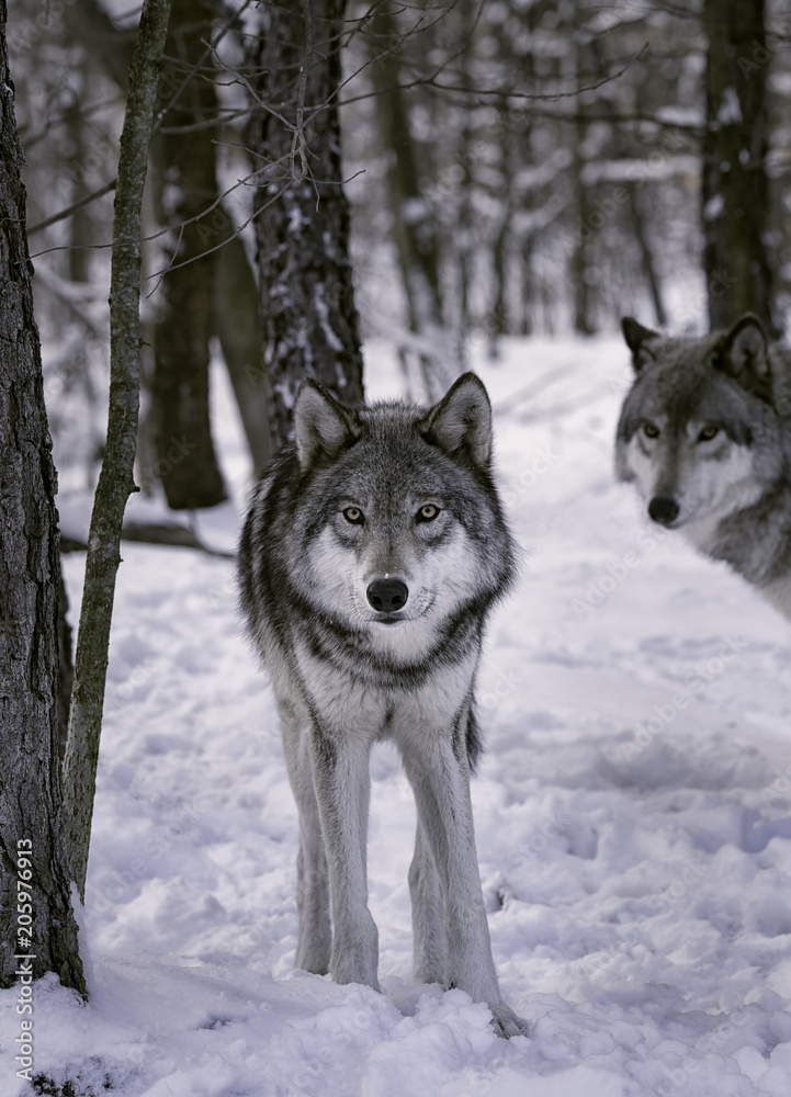 Gray wolves in the snow