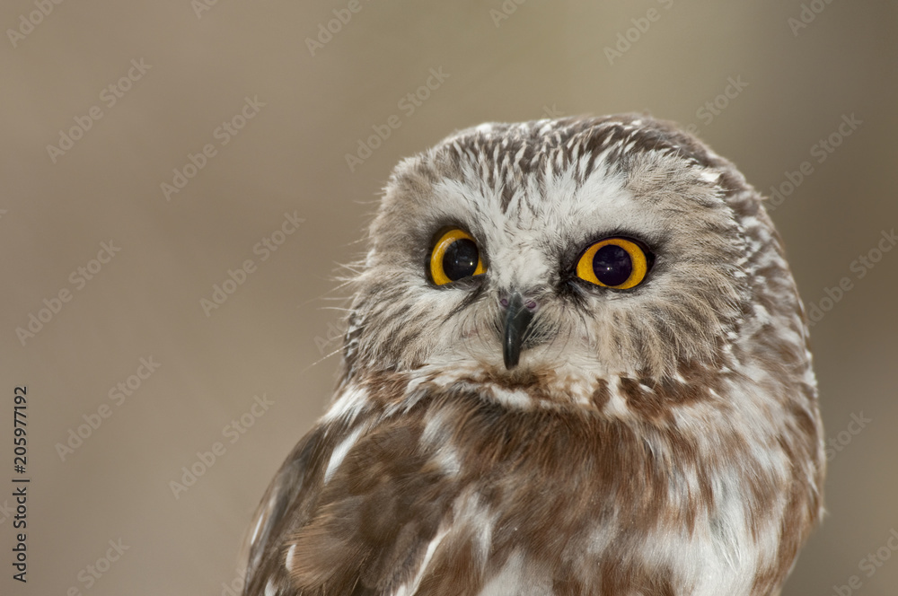 Saw-whet owl