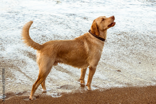 Labrador retriever on beach