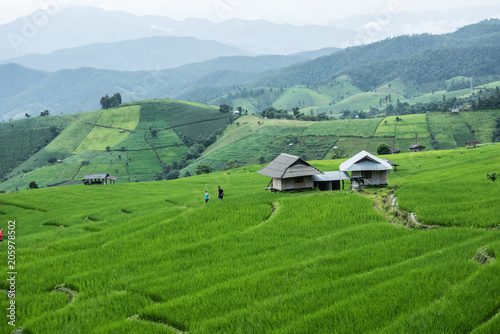 Beautiful scenery during of the Pa Pong Piang rice terraces(paddy field) at Mae-Jam,Chaingmai Province in Thailand.