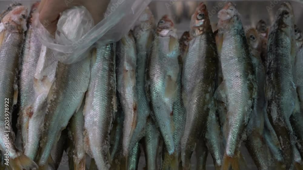 Close-up woman's hand choosing frozen smelt fish on counter at seafood market to ensure quality and goodness of product. Concept: food concept, delicious, seafood market, Asian cuisine. Close-up woman's hand choosing frozen smelt fish on counter at seafood market to ensure quality and goodness of product. Concept: food concept, delicious, seafood market, Asian cuisine.