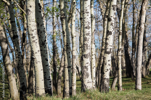 Quadro su tela Grove of Poplar Trees in the spring; fresh green leaves on a forest of poplar tr