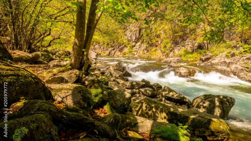 Royal Azalea of Jirisan Mountain Valley with waterfalls, time lapse. Royal Azalea of Jirisan Mountain Valley with waterfalls, time lapse.