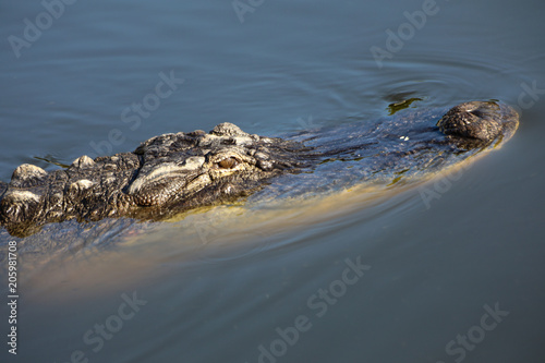 Florida Wildlife, Aligator swimming