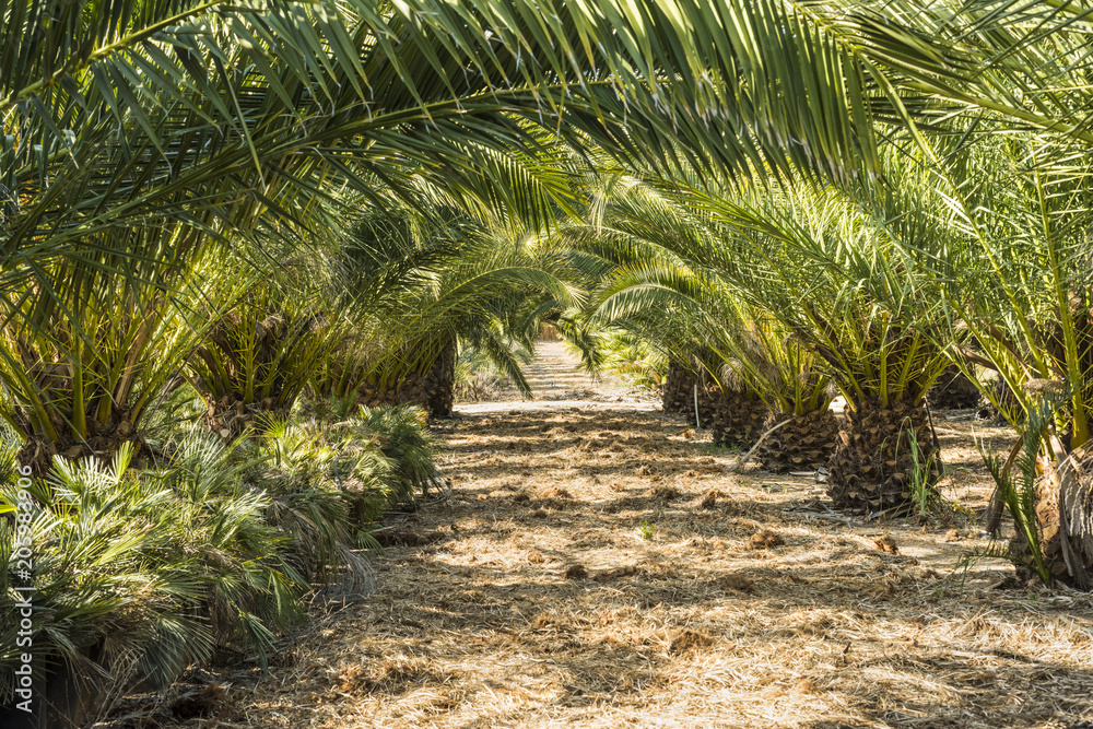 Rows of small palm trees in a palm tree farm